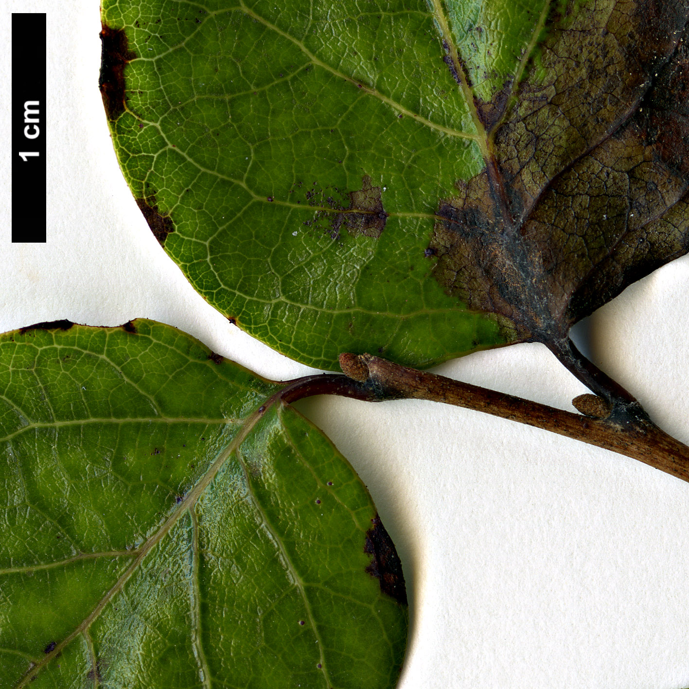 High resolution image: Family: Styracaceae - Genus: Styrax - Taxon: platanifolius - SpeciesSub: subsp. texanus